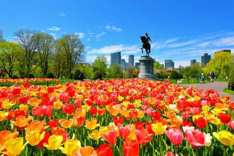 Boston Public Garden in spring with tulips