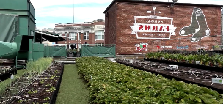 You can find a 5,000-square-foot garden atop Fenway Park that grows different produce.